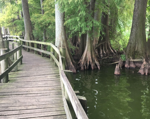 A wooden walkway winds through a lush, green swamp with cypress trees and calm, dark water.