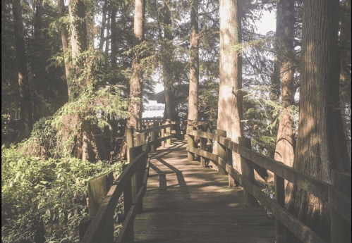 A wooden boardwalk winding through a lush forest with tall trees and greenery, leading towards a body of water.