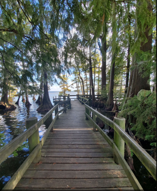 A wooden walkway leads through lush trees over calm water, creating a serene natural scene.