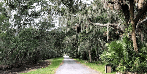 A serene pathway lined with trees and Spanish moss, surrounded by lush greenery.