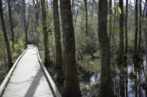 A wooden boardwalk winds through a lush, green forest with trees and a small wetland area.