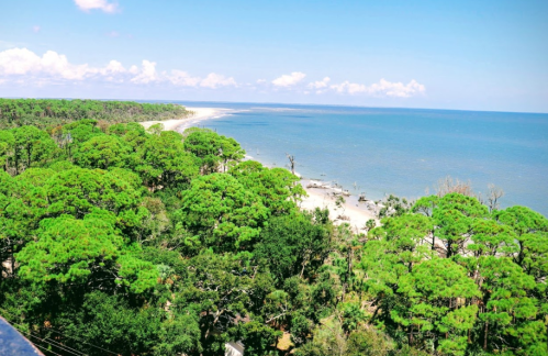 A scenic view of a sandy beach lined with lush green trees under a clear blue sky.