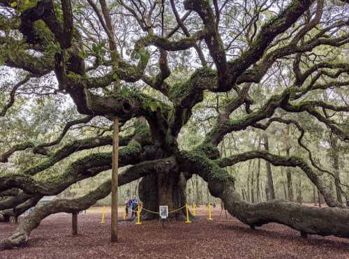 A large, sprawling tree with thick branches and lush greenery, surrounded by a forest and visitors.