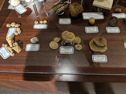 Display of various fossilized shells and ammonites on a wooden table, labeled with their origins and details.