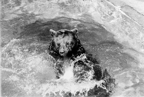 A bear splashes in a pool of water, creating ripples and waves around it. The image is in black and white.