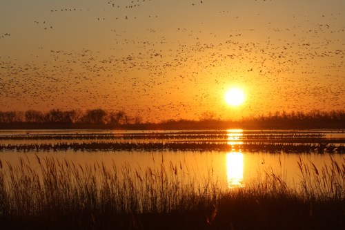 A sunset over a tranquil lake, with flocks of birds flying across the sky and silhouettes of trees in the background.