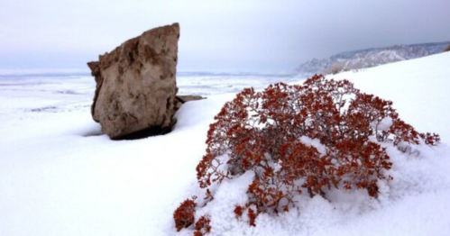 A small red shrub covered in snow beside a large rock, with a vast snowy landscape in the background.