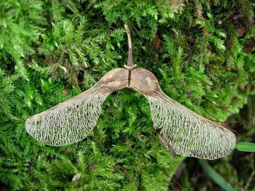 A delicate, wing-like seed pod rests on vibrant green moss, showcasing intricate patterns and textures.