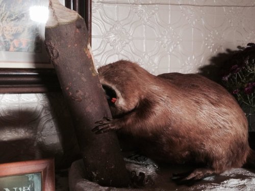 A mounted beaver is gnawing on a wooden log, set against a patterned wall and framed pictures.