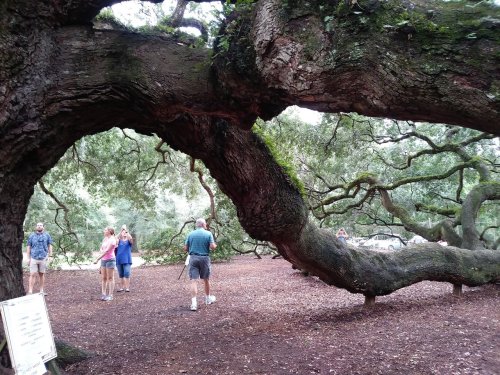 A large, twisted tree trunk with people walking and taking photos nearby in a wooded area.