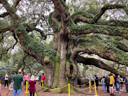 A large, ancient tree with sprawling branches and lush greenery, surrounded by people admiring its size and beauty.