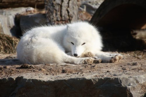 A fluffy white Arctic fox curled up and resting on a rocky surface in a natural setting.