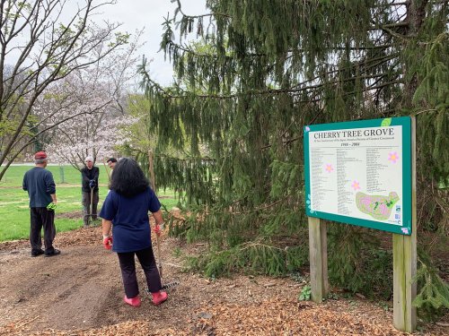 People working in a park near a sign for Cherry Tree Grove, surrounded by trees and blooming cherry blossoms.