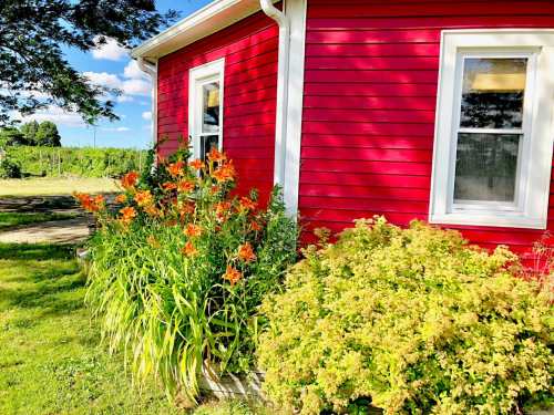 A vibrant red house with blooming orange lilies and lush green shrubs beside it, set against a clear blue sky.