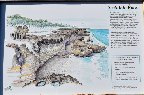 Illustration of coastal rock formations with text explaining shell layers and marine life along the shoreline.