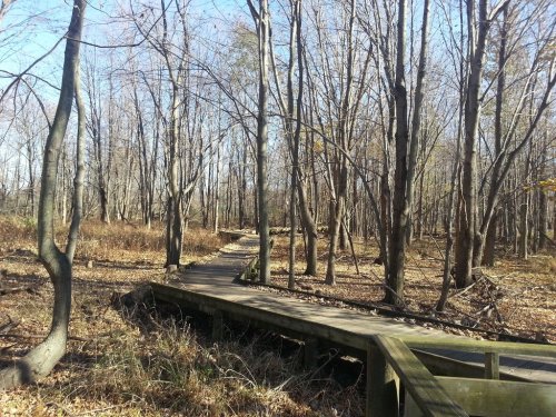 A wooden boardwalk winding through a forest of bare trees and dry foliage under a clear blue sky.
