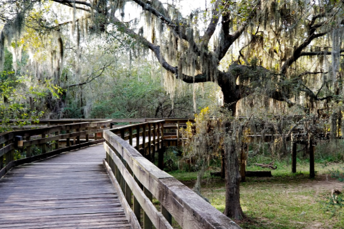 A wooden boardwalk winds through a lush, green landscape with a moss-covered tree.