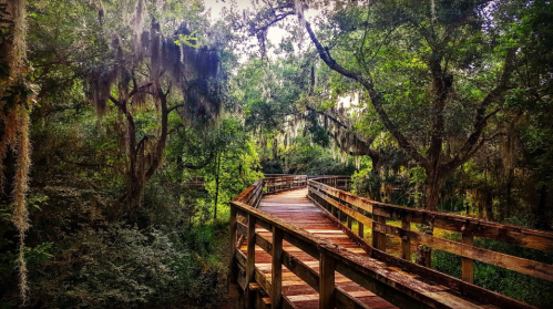 A wooden boardwalk winds through a lush, green forest with hanging moss and dense trees.