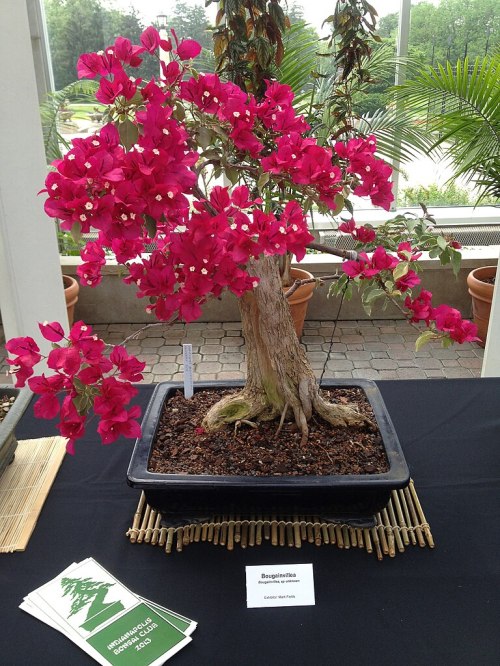 A vibrant bougainvillea bonsai with bright pink flowers, displayed on a table with a bamboo mat and informational sign.
