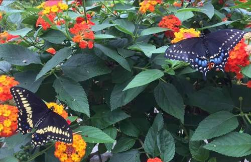 Two butterflies perched on vibrant orange and yellow flowers, surrounded by lush green leaves.