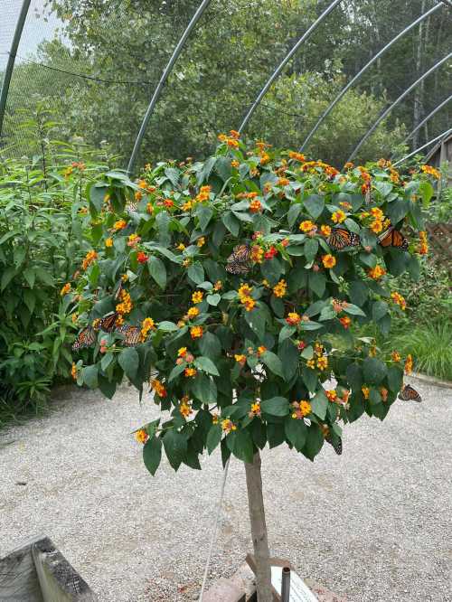 A lush green tree with vibrant orange and yellow flowers, adorned with several butterflies resting on its leaves.