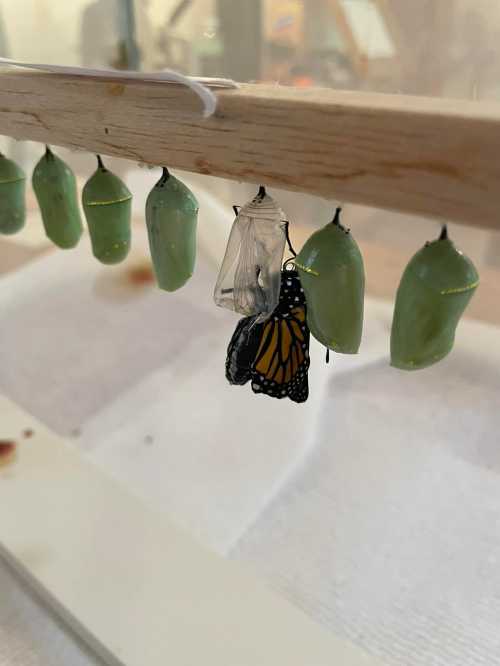 A newly emerged monarch butterfly hangs from a chrysalis among several green chrysalises on a wooden stick.