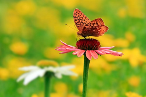 A butterfly with orange and black patterns perched on a pink flower, surrounded by a blurred field of yellow and white blooms.