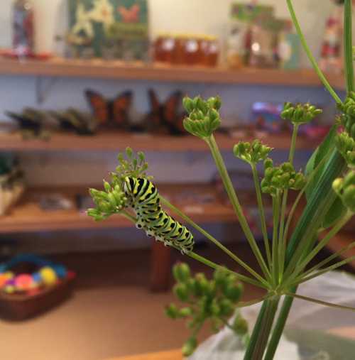 A vibrant green and black caterpillar on a plant, with a shop filled with colorful items in the background.