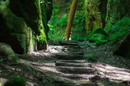 A serene forest path with moss-covered rocks and wooden steps leading through lush greenery.