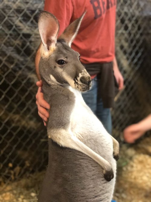 A person gently holds a kangaroo standing upright, showcasing its gray fur and large ears in a cozy environment.