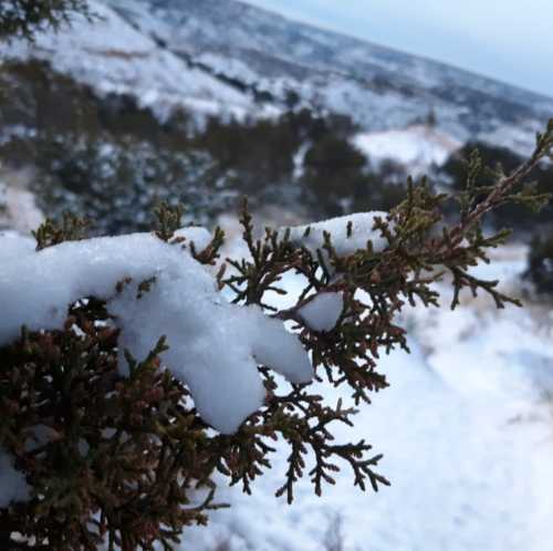 A close-up of a snow-covered branch with a snowy landscape in the background.