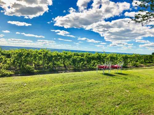A scenic vineyard under a blue sky with fluffy clouds, featuring two chairs on a grassy area.