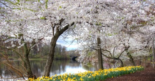 Blossoming cherry trees frame a serene lake, with vibrant yellow daffodils lining the shore under a cloudy sky.