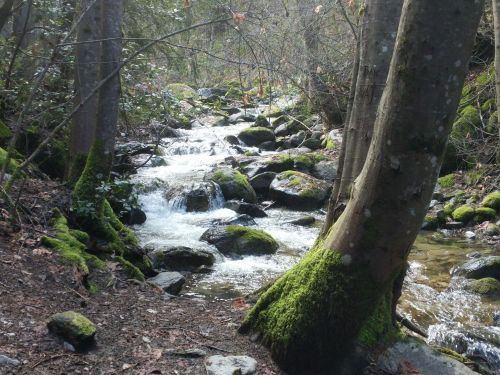 A serene stream flows over rocks, surrounded by lush greenery and trees in a peaceful forest setting.