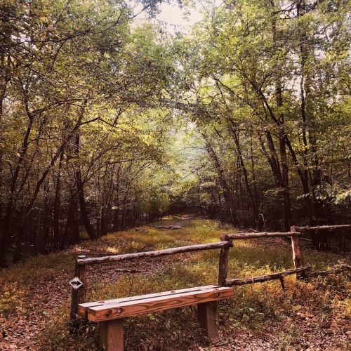 A serene forest path with a wooden bench and a rustic fence, surrounded by lush green trees and soft sunlight.