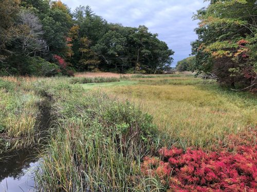 A serene wetland scene with tall grasses, colorful autumn foliage, and a calm waterway under a cloudy sky.