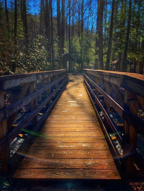 A wooden bridge leads through a forest, illuminated by sunlight, with trees lining the path on either side.