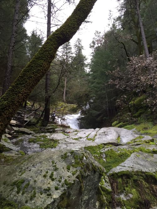 A serene forest scene featuring a moss-covered rock, trees, and a small waterfall in the background.