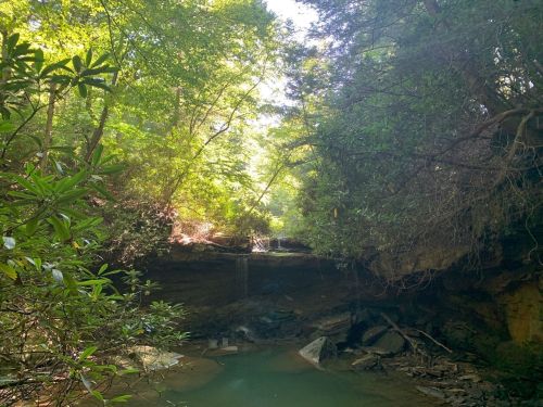 A serene forest scene with a small waterfall cascading into a tranquil pool, surrounded by lush greenery.