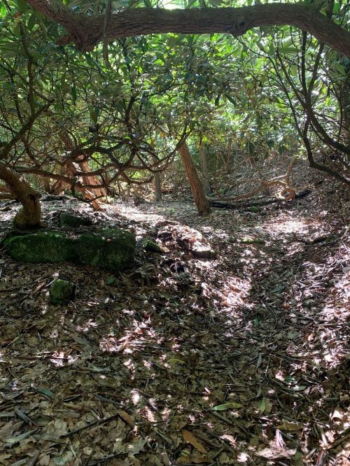 A sunlit forest path surrounded by dense greenery and fallen leaves, creating a serene, natural atmosphere.
