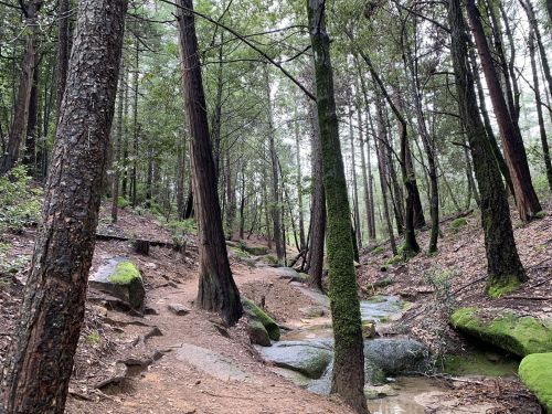 A serene forest path with tall trees, moss-covered rocks, and a small stream running through the lush greenery.