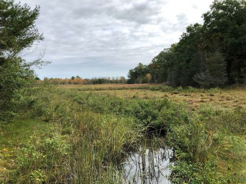 A serene wetland scene with tall grasses, a small stream, and trees in the background under a cloudy sky.