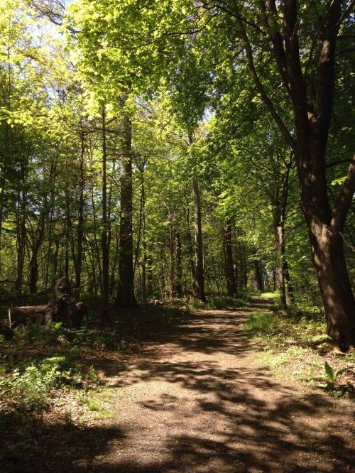 A sunlit forest path surrounded by lush green trees and foliage.