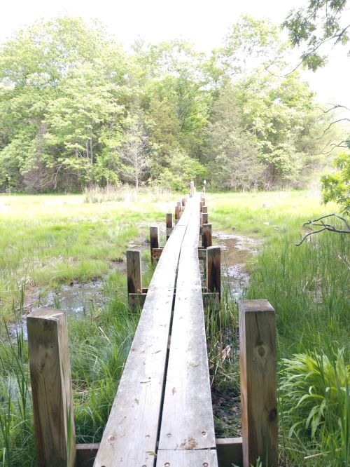 A wooden boardwalk stretches through lush green grass and trees, leading into a serene natural landscape.