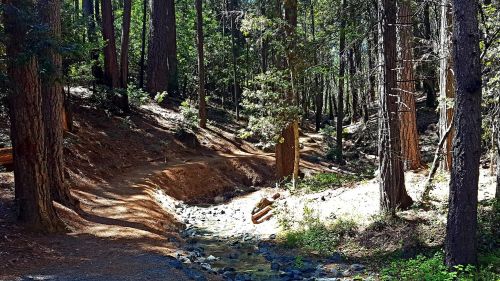 A sunlit forest path winding through tall trees, with a small stream and rocky terrain visible.