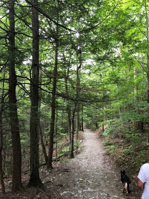A winding dirt path through a lush green forest, with a person and a dog walking along the trail.