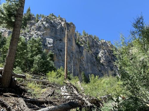 A rocky cliff rises against a clear blue sky, surrounded by green trees and fallen logs in a forested area.