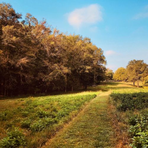 A serene landscape featuring a grassy path bordered by trees under a clear blue sky.
