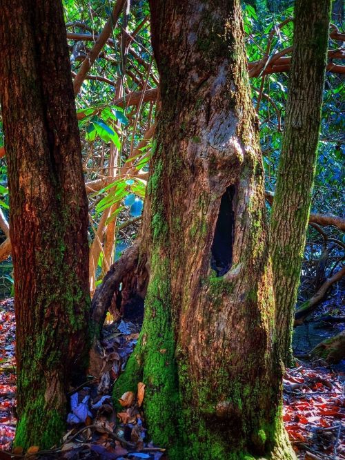 A close-up of two moss-covered trees in a lush forest, featuring a hollow in one trunk and vibrant green foliage.