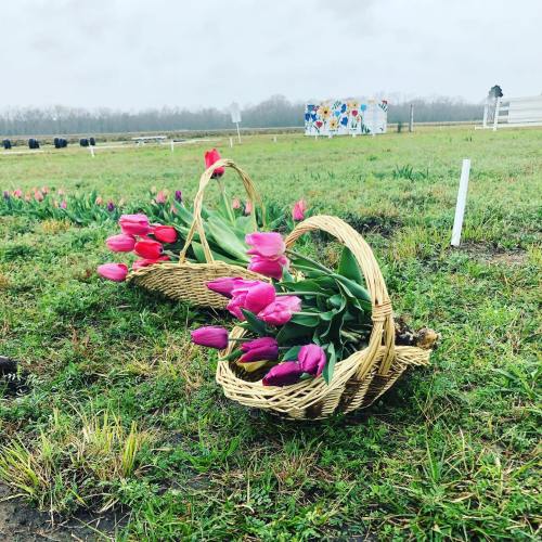 Two wicker baskets filled with pink and purple tulips sit on green grass in a field on a cloudy day.